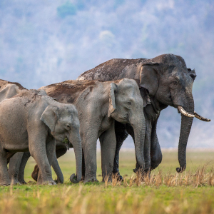 Rajaji National Park 