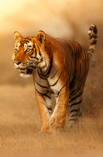 Wildlife Tours in India