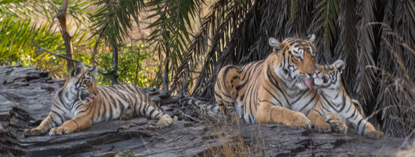 Ranthambhore National Park: Tigers at Play