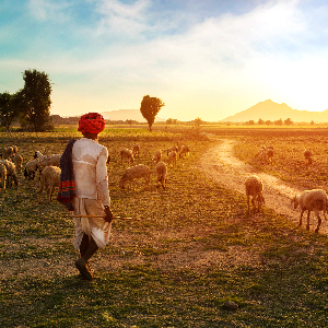 Rural Rajasthan