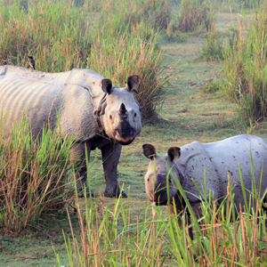 Into the wilderness at Kaziranga 