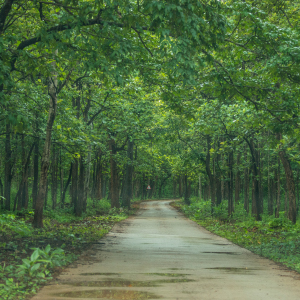 Enjoy the coffee and uneven terrains of Coorg