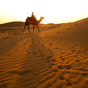 Camel safari in Jaisalmer