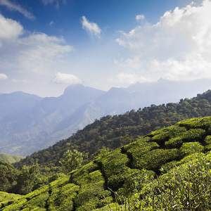 A tea experience in Darjeeling and Assam 