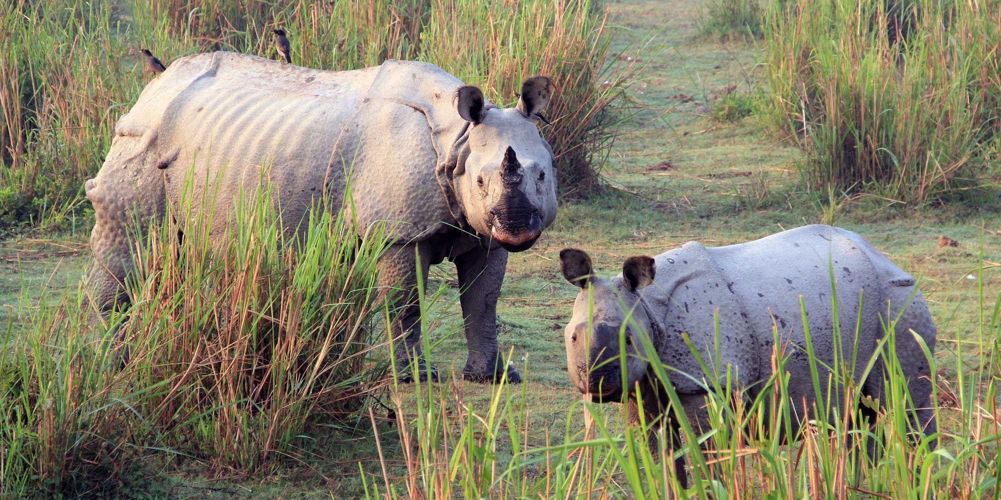 Kaziranga wildlife tour package â€“ Affordable Kaziranga Family Tour ...