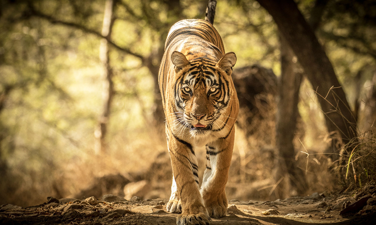 The Royal Bengal tiger tour package | Wildlife Tour Packages