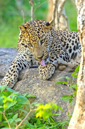 Sri Lankaâ€™s wildlife with Le Passage to India