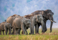 Rajaji National Park