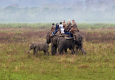 Into the wilderness at Kaziranga