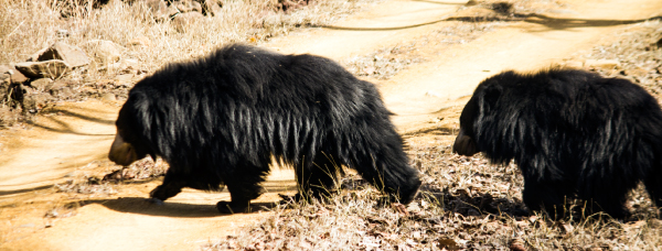 Sloth Bear in Satpura
