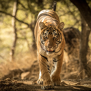 The royal Bengal tiger