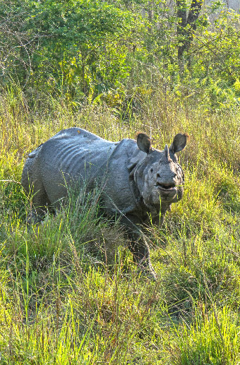Natural Nepal: Wildlife with Le Passage to India