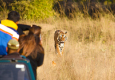 The royal Bengal tiger