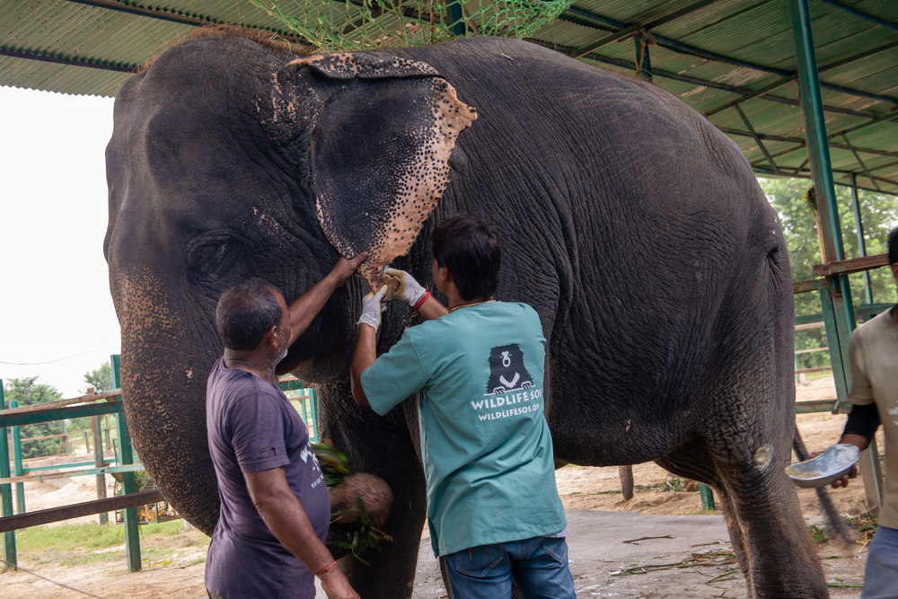 Wildlife SOS Ecosystem Restoration